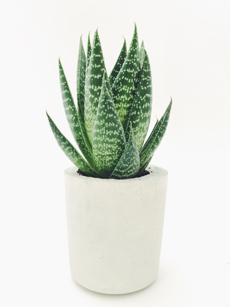 aloe es xorou 