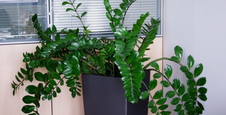 futo zamia esoterikou