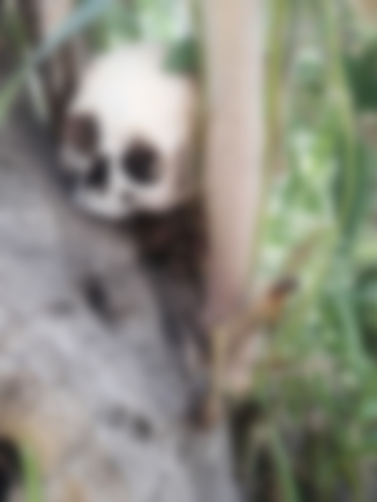 Κρανίο στο Πεδίον του Άρεως