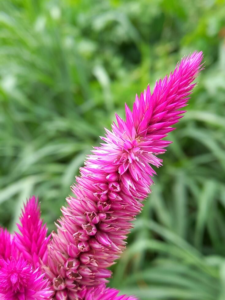 Celosia