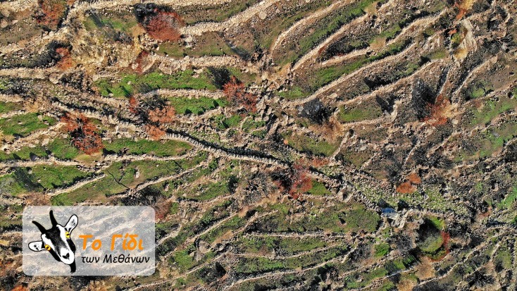 Γίδι των Μεθάνων 