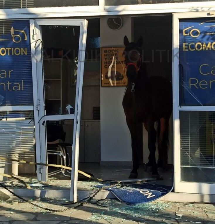Άλογο εισέβαλε σε μαγαζί στη Χαλκιδική και τα έκανε… Γης Μαδιάμ