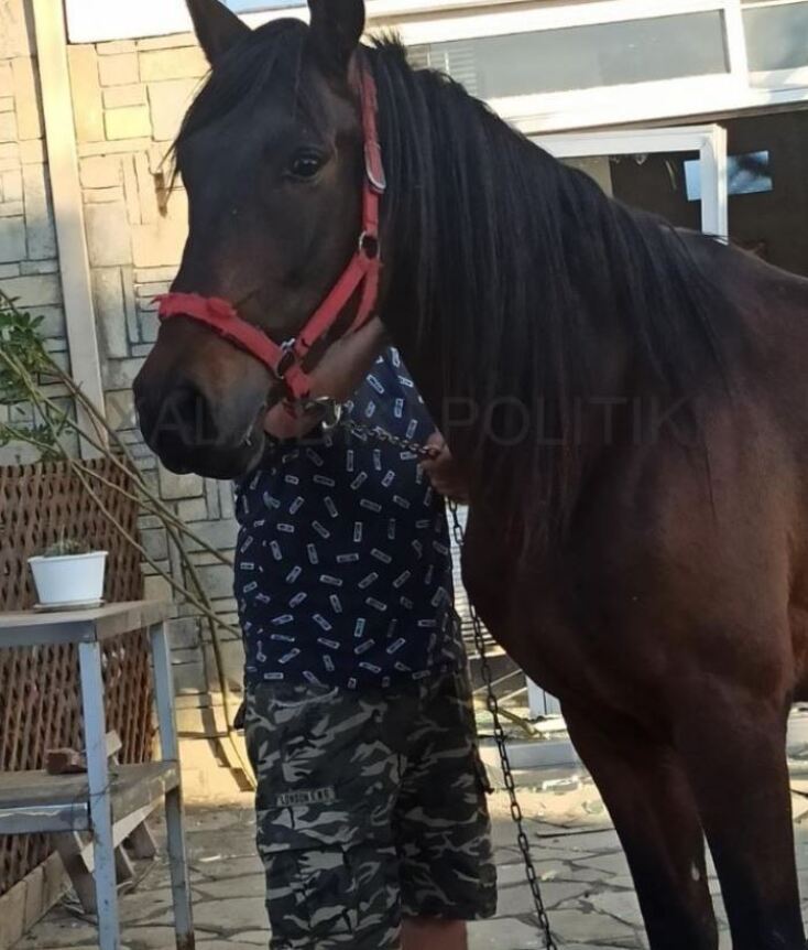 Άλογο εισέβαλε σε μαγαζί στη Χαλκιδική και τα έκανε… Γης Μαδιάμ