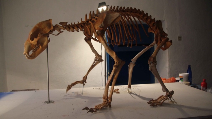 Gli scienziati hanno ricostruito lo scheletro di un orso morto a causa di un’esca avvelenata: l’orizonte