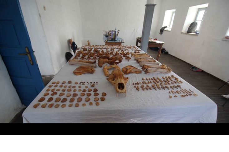 Gli scienziati di Salonicco hanno ricostruito lo scheletro dell'orso