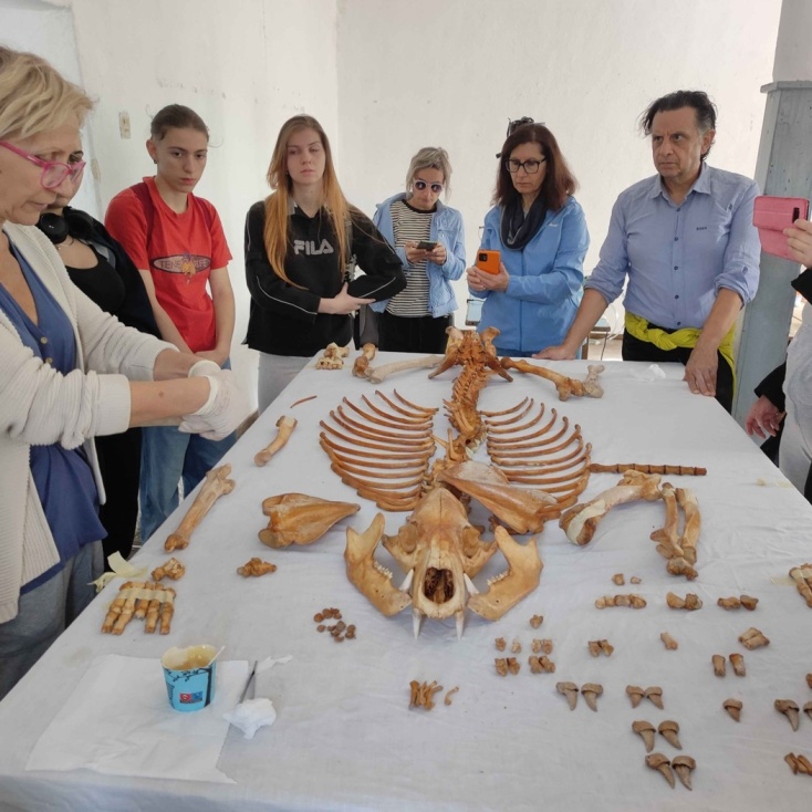 Gli scienziati di Salonicco hanno ricostruito lo scheletro dell'orso