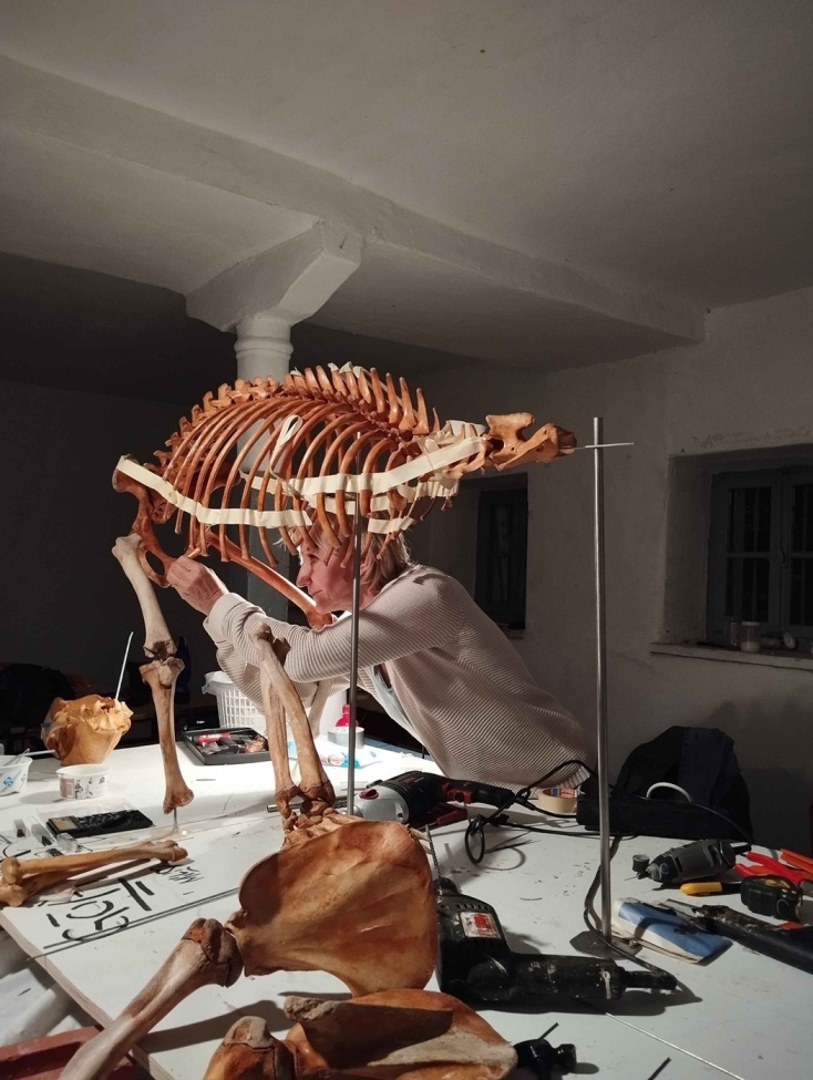 Gli scienziati di Salonicco hanno ricostruito lo scheletro dell'orso