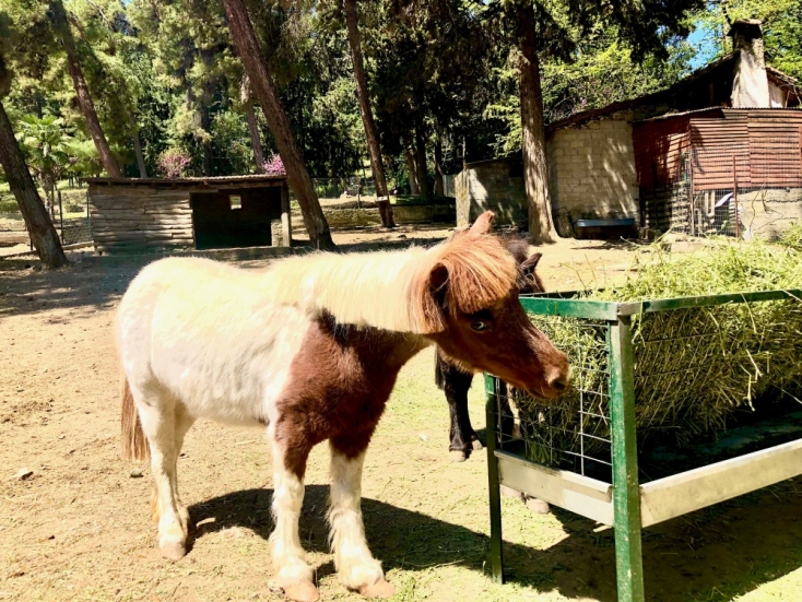 Μια ξεχωριστή γλυπτοθήκη στο Forest Park των Τρικάλων