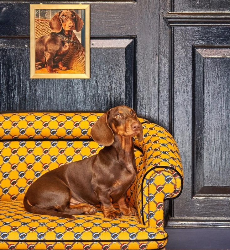 George, ανακαινίστηκε η φιλικότερη σε σκυλιά λέσχη στο Λονδίνο - Με ειδικό για κατοικίδια μενού, καλλιτεχνικά έργα και το πελώριο ανάγλυφο ενός dachshund.