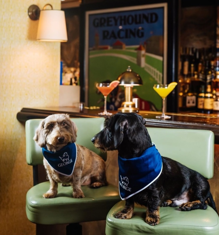 George, ανακαινίστηκε η φιλικότερη σε σκυλιά λέσχη στο Λονδίνο - Με ειδικό για κατοικίδια μενού, καλλιτεχνικά έργα και το πελώριο ανάγλυφο ενός dachshund.