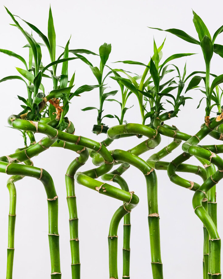 Lucky Bamboo (Dracaena Sanderiana) της οικογένειας της Δράκαινας 