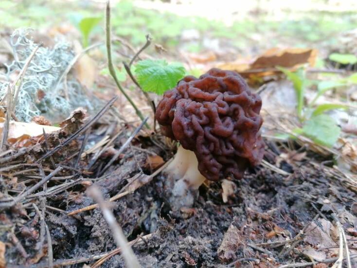 Ο μανιταροκυνηγός της Πίνδου Ανδρέας Σλιάρας