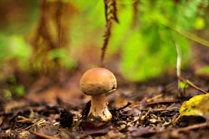 Ο μανιταροκυνηγός της Πίνδου Ανδρέας Σλιάρας