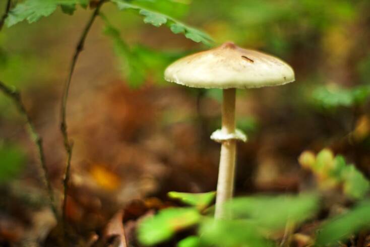 Ο μανιταροκυνηγός της Πίνδου Ανδρέας Σλιάρας