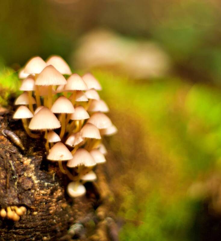 Ο μανιταροκυνηγός της Πίνδου Ανδρέας Σλιάρας