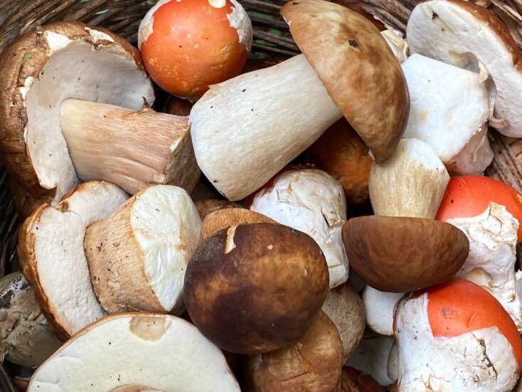 Ο μανιταροκυνηγός της Πίνδου Ανδρέας Σλιάρας