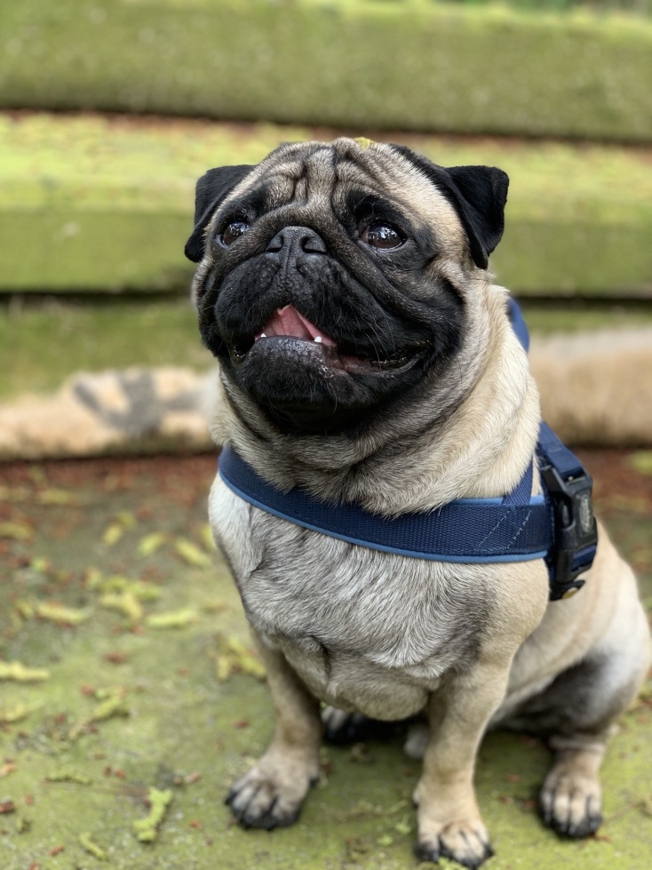 Γιατί η Gen Z προτιμά αντί για παιδί, σκυλί (και όχι μόνο)