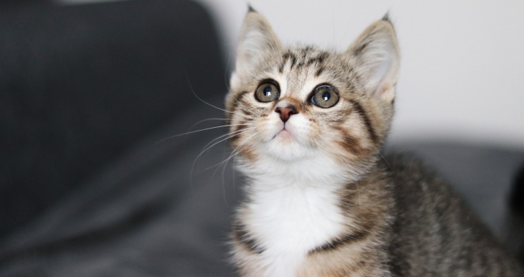 Δημήτρης Παπαστεργίου: «Έρχεται ψηφιακή πλατφόρμα για τα ζώα συντροφιάς» - Σε λίγες μέρες ξεκινάει ο ψηφιακός βοηθός του gov.gr.