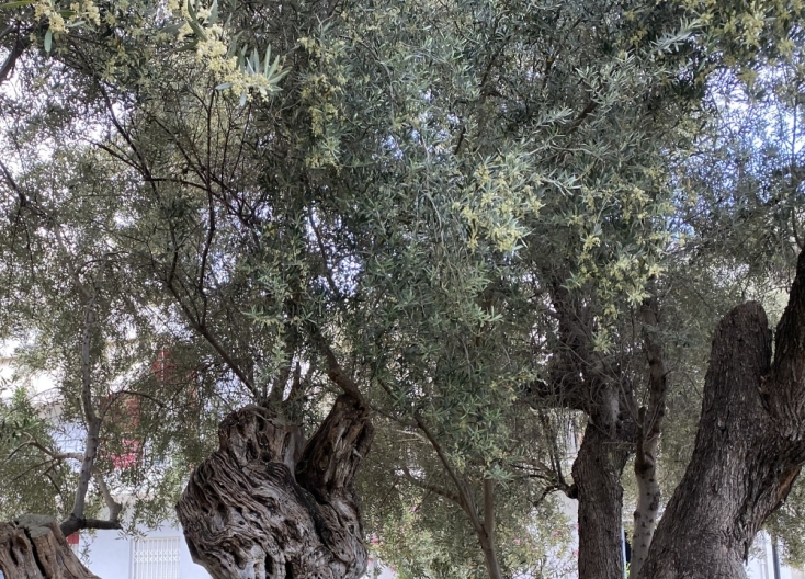 Σε ποιά περιοχή της Αθήνας βρίσκεται η Ελιά του Πεισίστρατου;