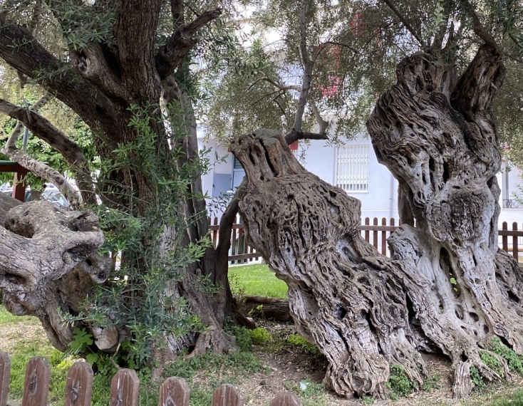 Σε ποιά περιοχή της Αθήνας βρίσκεται η Ελιά του Πεισίστρατου;