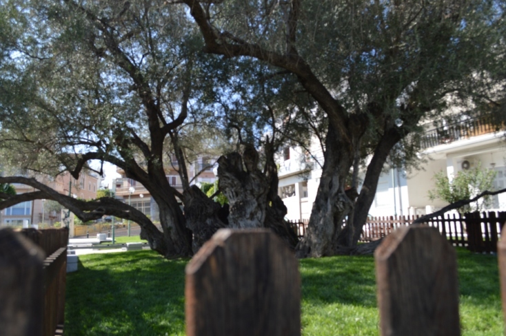 Σε ποιά περιοχή της Αθήνας βρίσκεται η Ελιά του Πεισίστρατου;