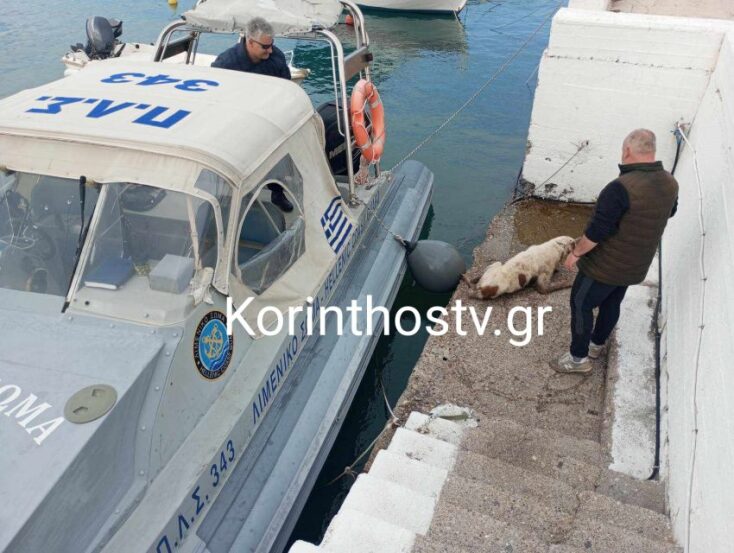 Η διάσωση σκύλου που έπεσε στο κανάλι του Ισθμού της Κορίνθου από άνδρες του Λιμενικού (φωτογραφίες)