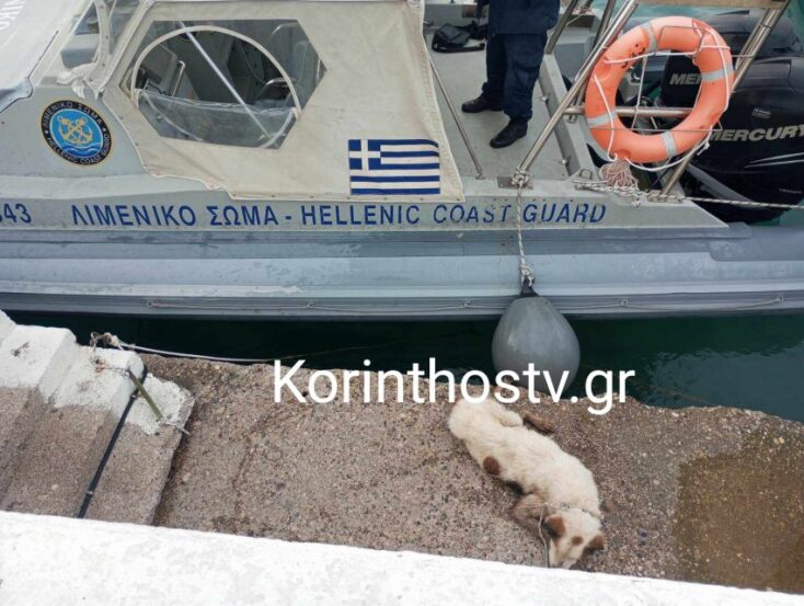Η διάσωση σκύλου που έπεσε στο κανάλι του Ισθμού της Κορίνθου από άνδρες του Λιμενικού (φωτογραφίες)