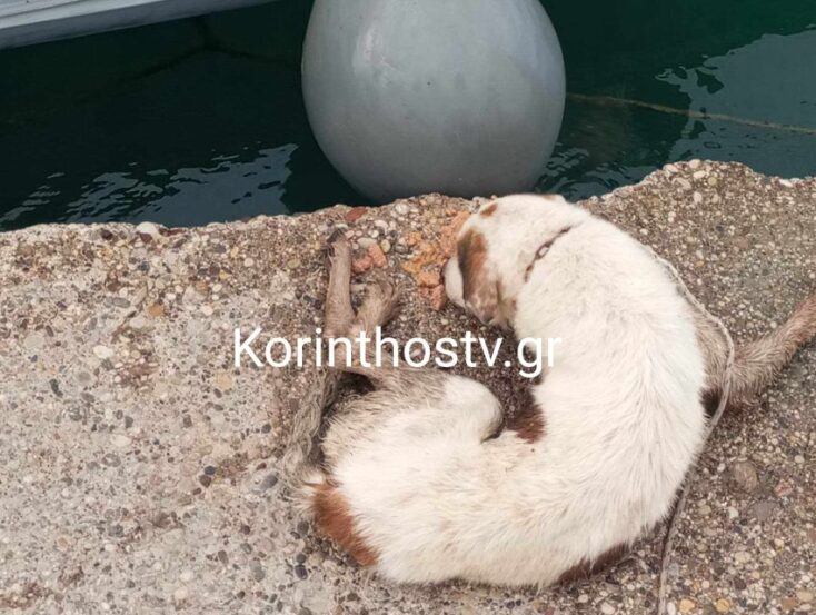 Η διάσωση σκύλου που έπεσε στο κανάλι του Ισθμού της Κορίνθου από άνδρες του Λιμενικού (φωτογραφίες)