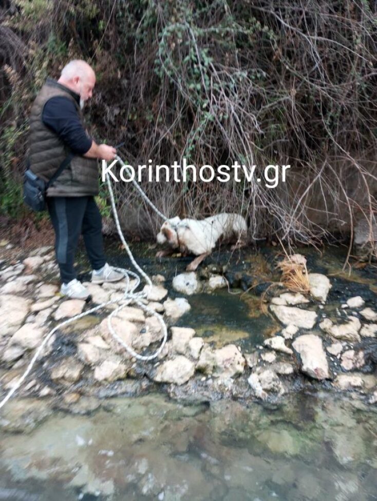 Η διάσωση σκύλου που έπεσε στο κανάλι του Ισθμού της Κορίνθου από άνδρες του Λιμενικού (φωτογραφίες)