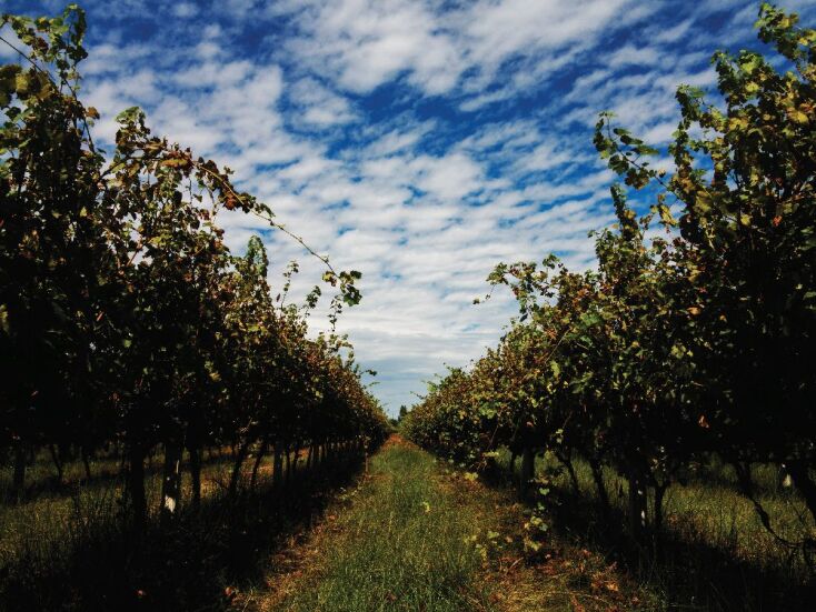 Winery Monsieur Nicolas