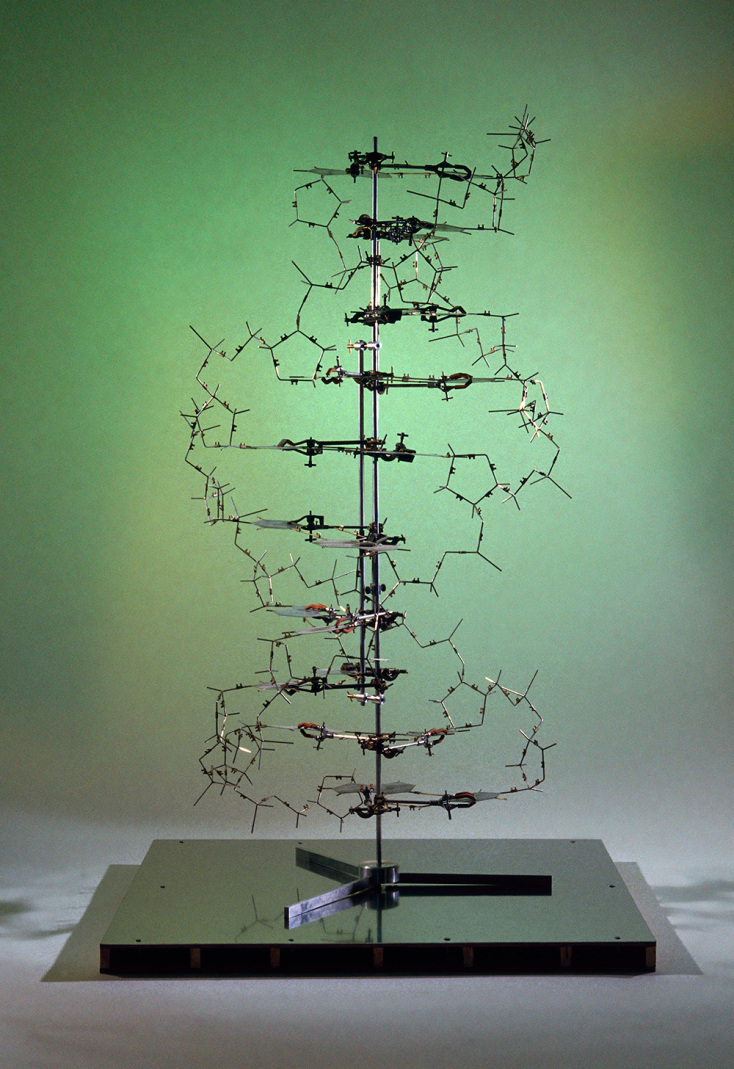 Αντίγραφο του αρχικού μοντέλου DNA που κατασκευάστηκε από τους Φράνσις Κρικ και Τζέιμς Γουάτσον © SSPL/Getty Images