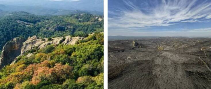 Η Δαδιά πριν και ό,τι απέμεινε από τη φωτιά (δεξιά φωτο: © Σάκης Γιούμπασης)