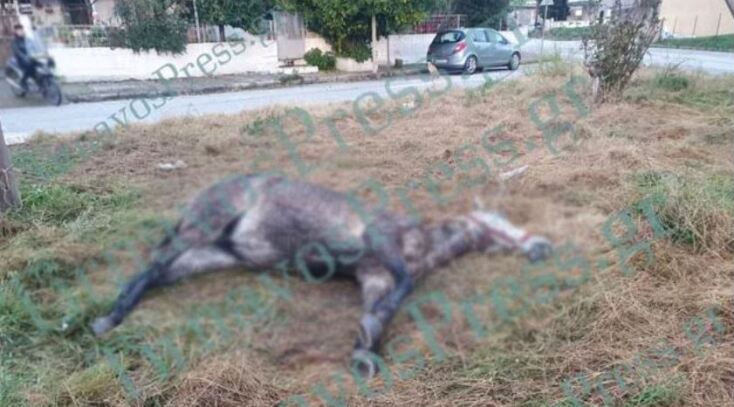 Νεκρό άλογο σε πάρκο στον Τύρναβο - Ήταν δεμένο με αλυσίδα σε κολώνα της ΔΕΗ