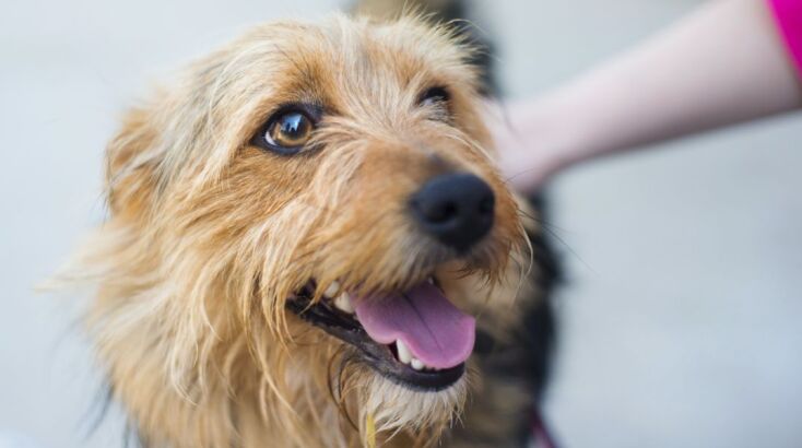 Εθνικό Μητρώο Ζώων Συντροφιάς: Σε λειτουργία η πλατφόρμα pet.gov.gr - Τι περιλαμβάνουν οι νέες ψηφιακές υπηρεσίες - Πώς γίνεται η πρόσβαση.