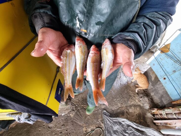 Το Δέλτα του ποταμού Έβρου