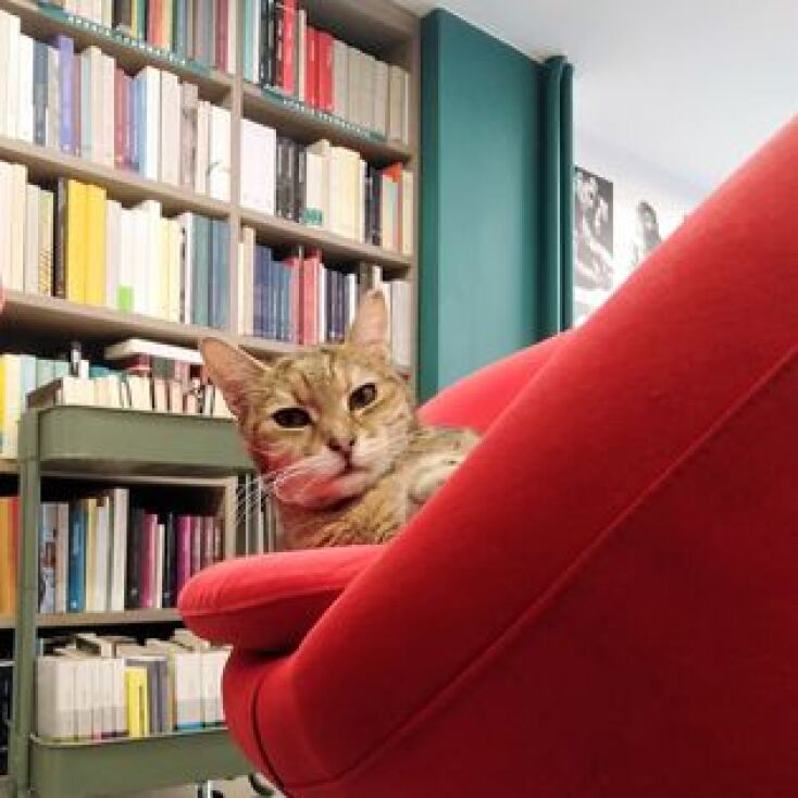 Η Βενέτσια, η γατούλα μασκότ του βιβλιοπωλείου Πλειάδες δεν ζει πια - Ο γλυκός αποχαιρετισμός της