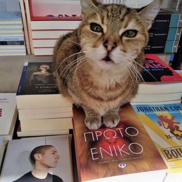 Η Βενέτσια, η γατούλα μασκότ του βιβλιοπωλείου Πλειάδες δεν ζει πια - Ο γλυκός αποχαιρετισμός της