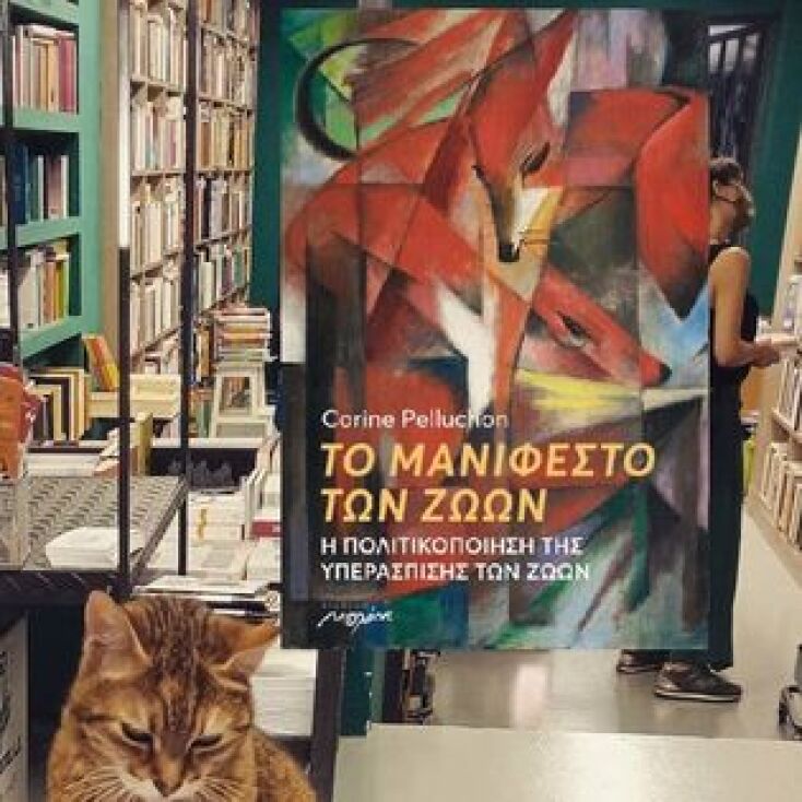 Η Βενέτσια, η γατούλα μασκότ του βιβλιοπωλείου Πλειάδες δεν ζει πια - Ο γλυκός αποχαιρετισμός της