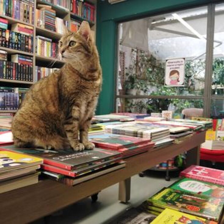 Η Βενέτσια, η γατούλα μασκότ του βιβλιοπωλείου Πλειάδες δεν ζει πια - Ο γλυκός αποχαιρετισμός της