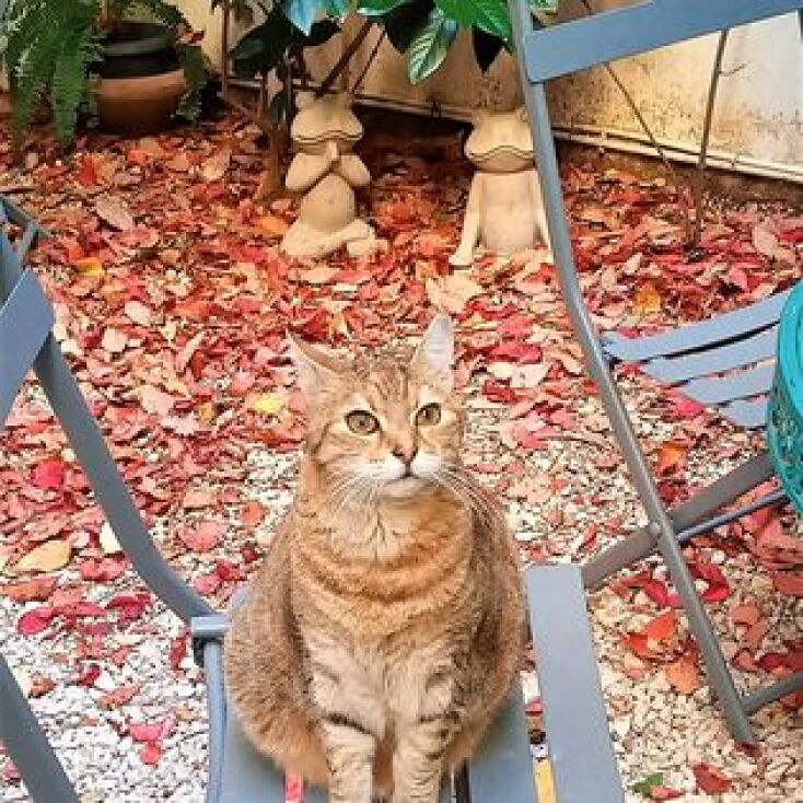 Η Βενέτσια, η γατούλα μασκότ του βιβλιοπωλείου Πλειάδες δεν ζει πια - Ο γλυκός αποχαιρετισμός της