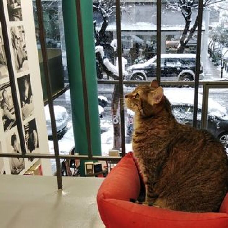 Η Βενέτσια, η γατούλα μασκότ του βιβλιοπωλείου Πλειάδες δεν ζει πια - Ο γλυκός αποχαιρετισμός της