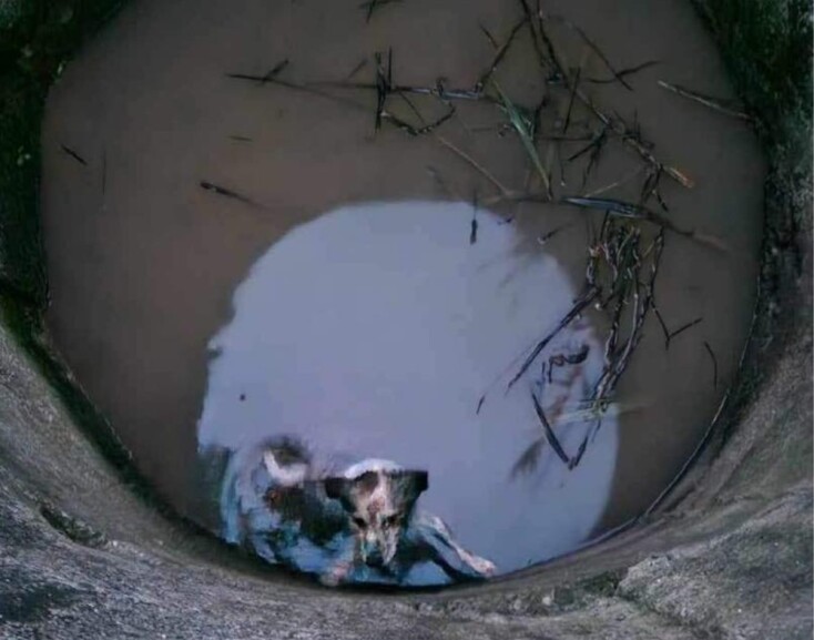 Σκυλάκι που έπεσε σε πηγάδι στη Μεσσηνία διασώθηκε από γεωλόγους που ερευνούσαν την περιοχή 