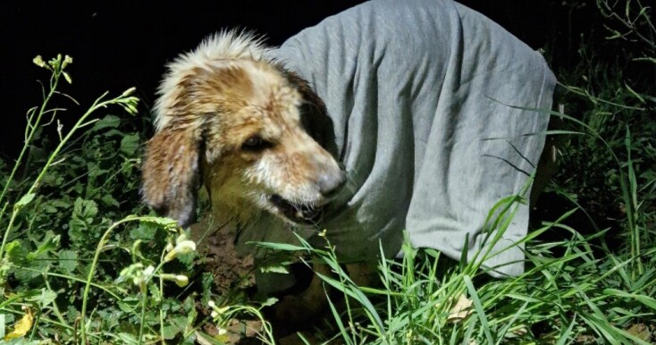 Σκυλάκι που έπεσε σε πηγάδι στη Μεσσηνία διασώθηκε από γεωλόγους που ερευνούσαν την περιοχή 