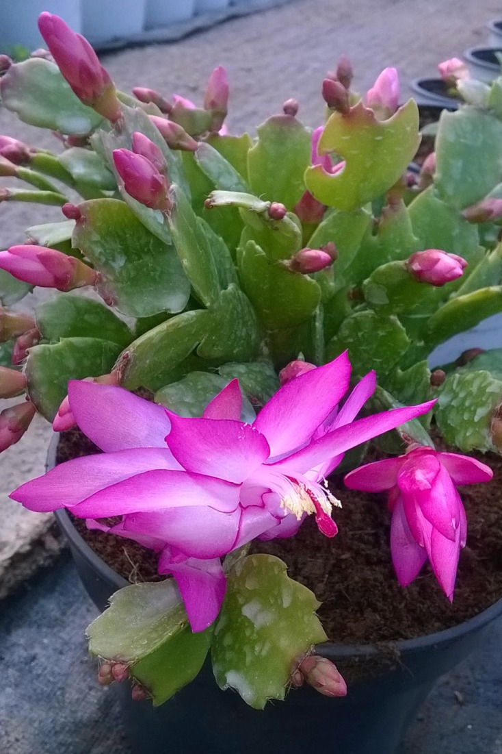 Και όμως υπάρχουν λουλούδια που ανθίζουν στο καταχείμωνο