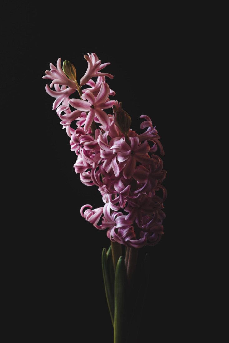 Και όμως υπάρχουν λουλούδια που ανθίζουν στο καταχείμωνο