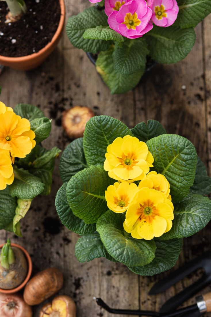 Και όμως υπάρχουν λουλούδια που ανθίζουν στο καταχείμωνο