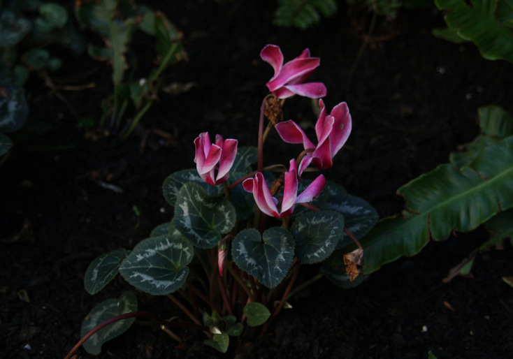 Και όμως υπάρχουν λουλούδια που ανθίζουν στο καταχείμωνο