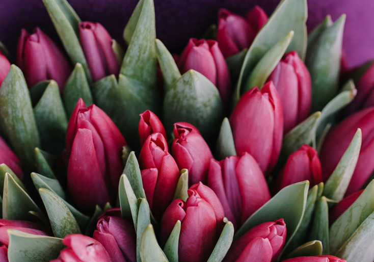 Και όμως υπάρχουν λουλούδια που ανθίζουν στο καταχείμωνο