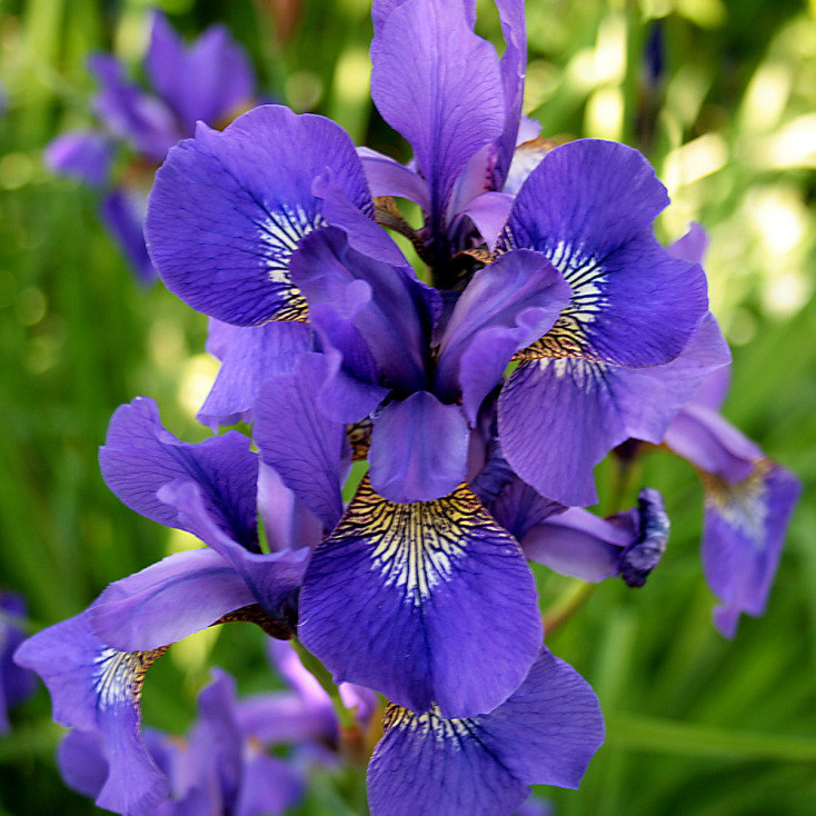 Και όμως υπάρχουν λουλούδια που ανθίζουν στο καταχείμωνο