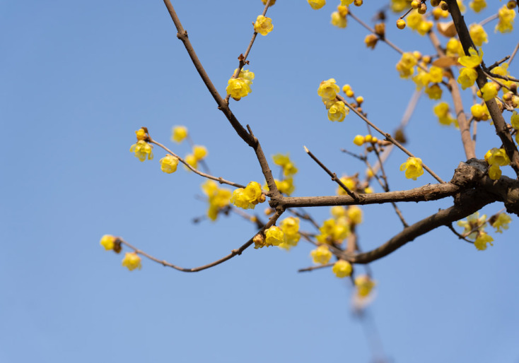 Και όμως υπάρχουν λουλούδια που ανθίζουν στο καταχείμωνο